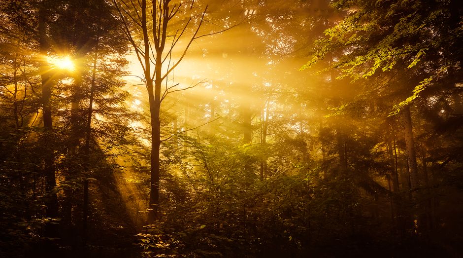Warmes goldenes Licht durch Bäume — Sinnbild für Heilung und Transformation